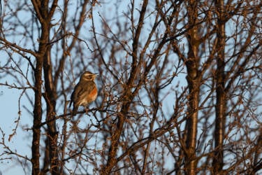 CreateYourLIght Theme 6 "Urban and Wildlife photography with Lina Kayser" asset