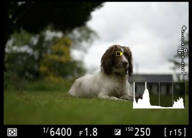 Magazine Create Your Light article Pet photography with landscape photographer Nigel Danson & his Springer Spaniel, Pebbles