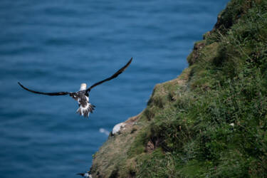 Bird photography by Ricci Chera for Nikon Magazine's Tried and Tested series. These photos were taken using the new NIKKOR Z 180-600mm f/5.6-6.3 VR